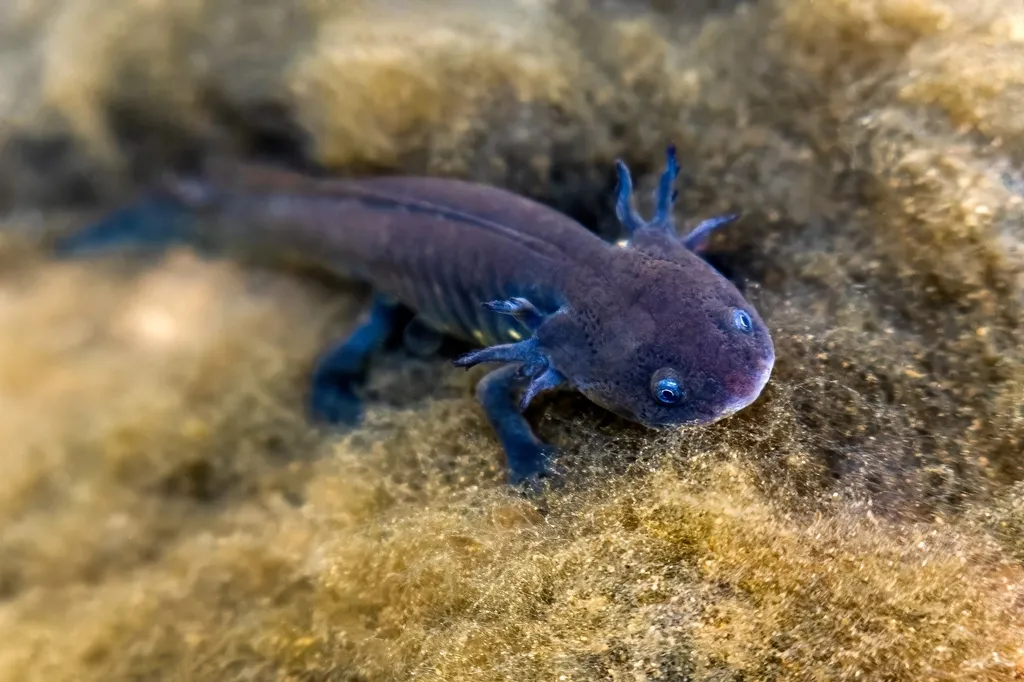 mexikói axolotl orvostudomány gyógyitás regeneráció kísérletek veszélyeztetett faj