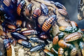 Csótány Ausztrália Illegális rovar