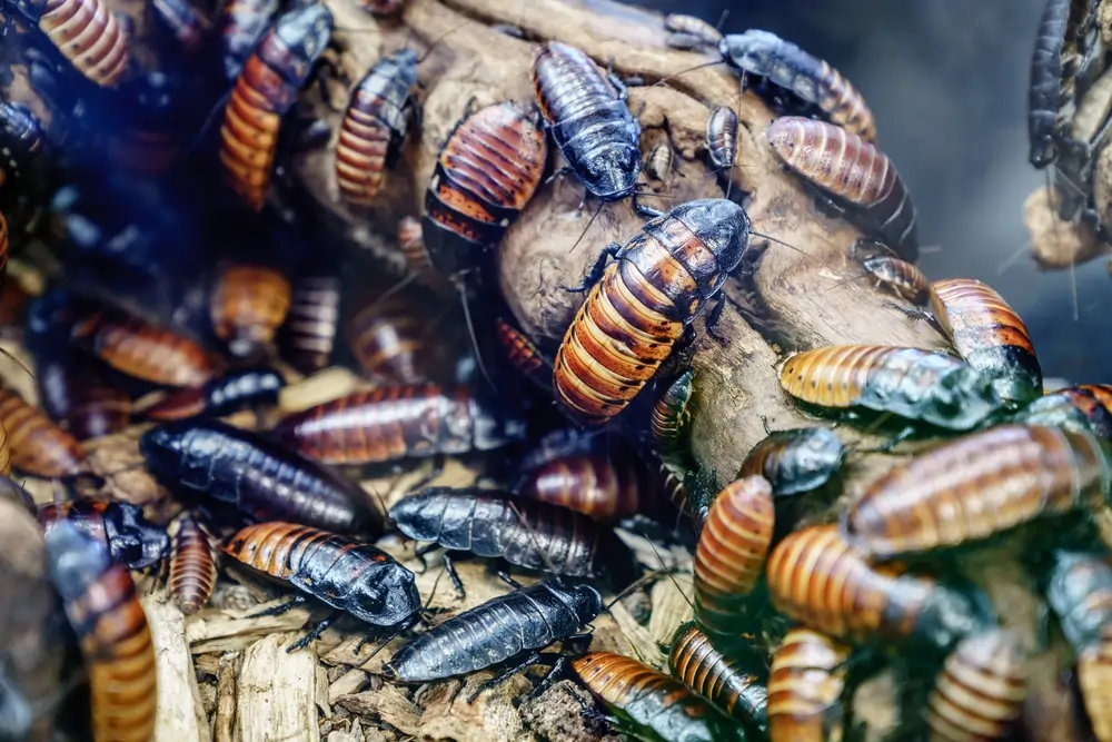 Csótány Ausztrália Illegális rovar