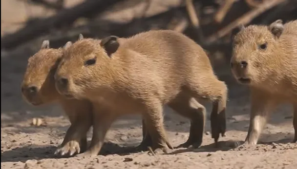 kapibara capybara vízidisznó debreceni állatkert