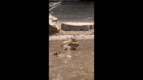 kapibara capybara vízidisznó debreceni állatkert