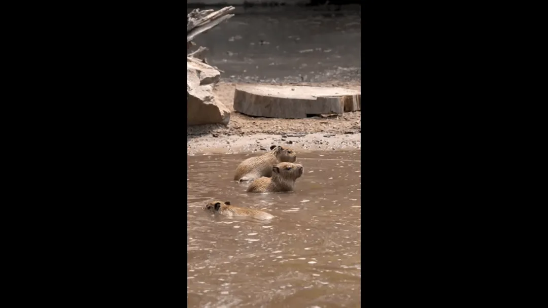 kapibara capybara vízidisznó debreceni állatkert