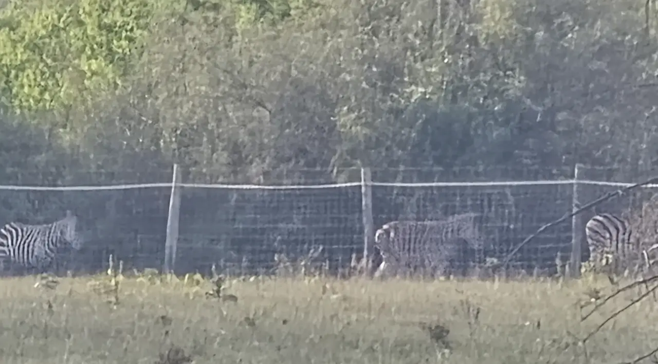 hatvanpuszta zebrák mészáros lőrinc vadásztársaság