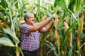 Magyar mezőgazdaság