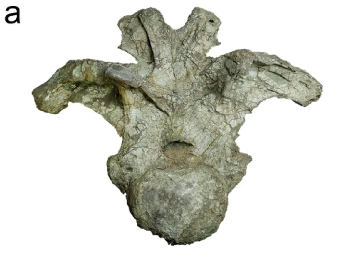 thaiföld hosszú nyakú dinoszaurusz csigolya sauropoda