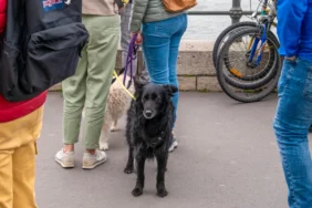 kutyalopás budapesten kutyákat rabolnak el