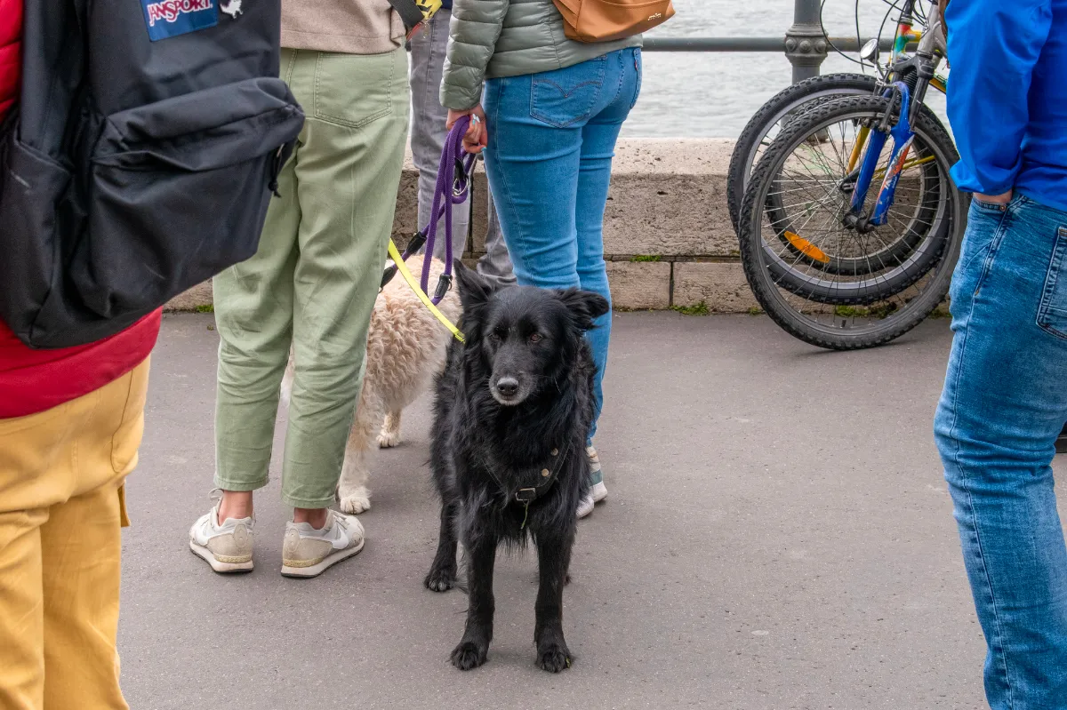 kutyalopás budapesten kutyákat rabolnak el