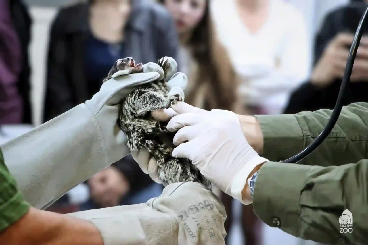 Tigris majom rendőrség egzotikus állat