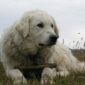 Kuvasz kutyafajta a mezőn fekve, botot tart a mancsai között